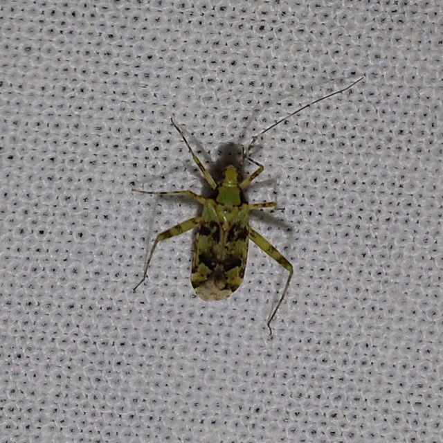 Phytocoris tiliae - hársfapoloska