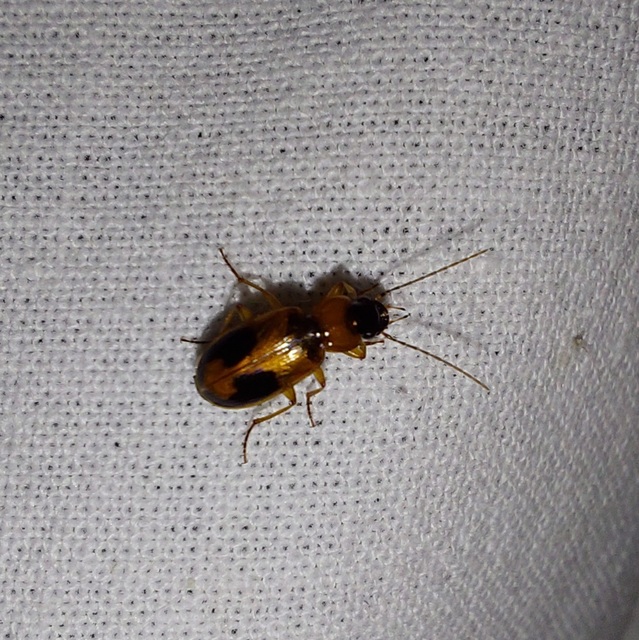 Badister meridionalis - közönséges posványfutonc