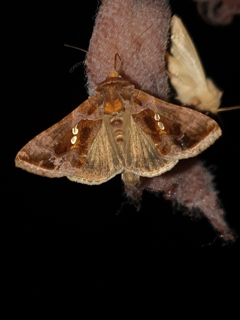 Chrysodeixis chalcites - déli aranybagoly