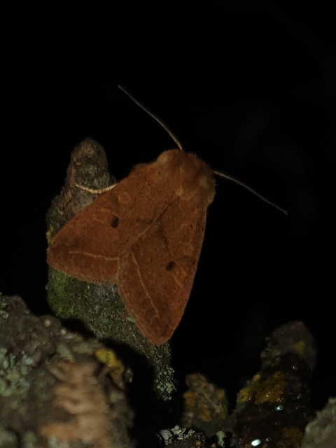 Leptologia macilenta - gyertyán-őszibagoly
