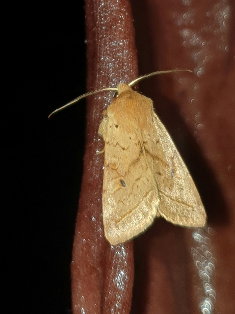 Leptologia macilenta - gyertyán-őszibagoly