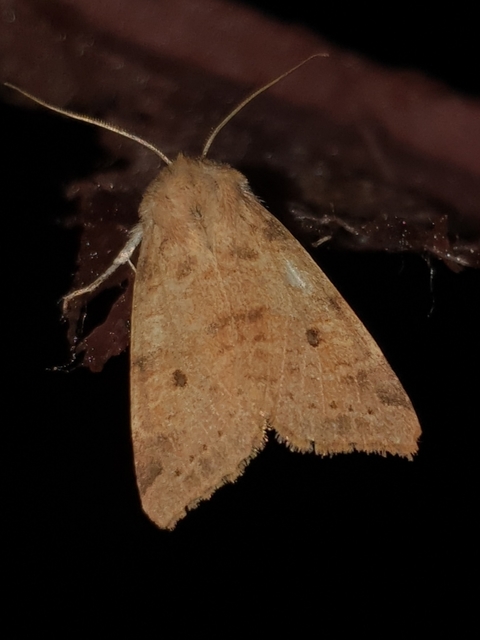 Cirrhia ocellaris - fakó sárgabagoly