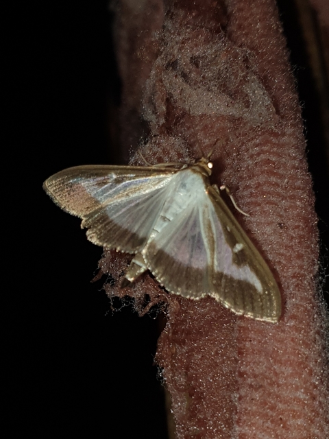 Cydalima perspectalis - puszpáng-tűzmoly