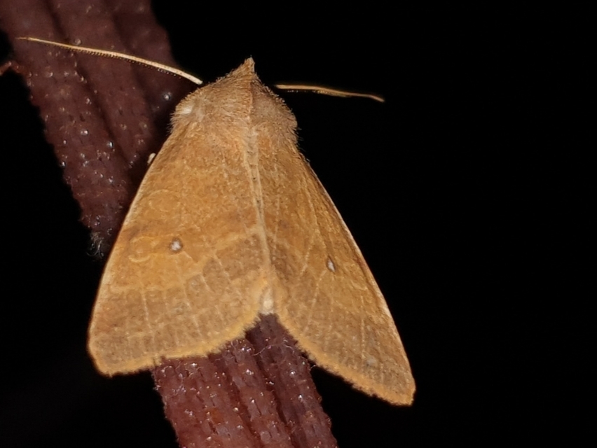 Cirrhia ocellaris - fakó sárgabagoly
