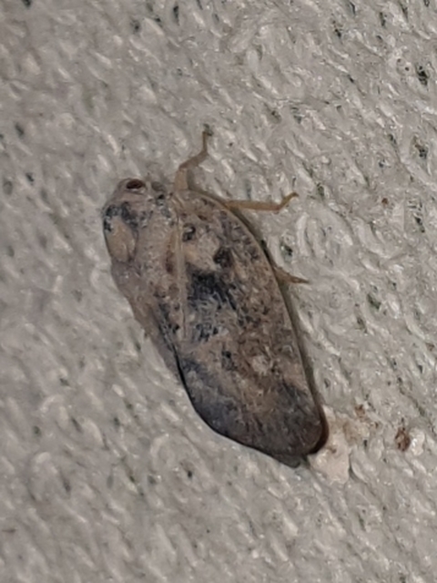 Metcalfa pruinosa - amerikai lepkekabóca