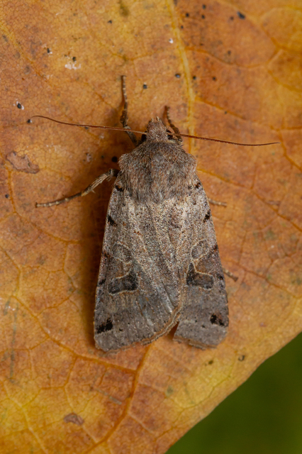 Anchoscelis litura - tarka őszibagoly