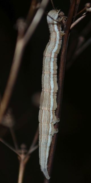 Callistege mi - lóhere-nappalibagoly