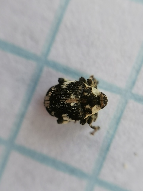 Hadroplontus trimaculatus - háromfoltos aszatormányos