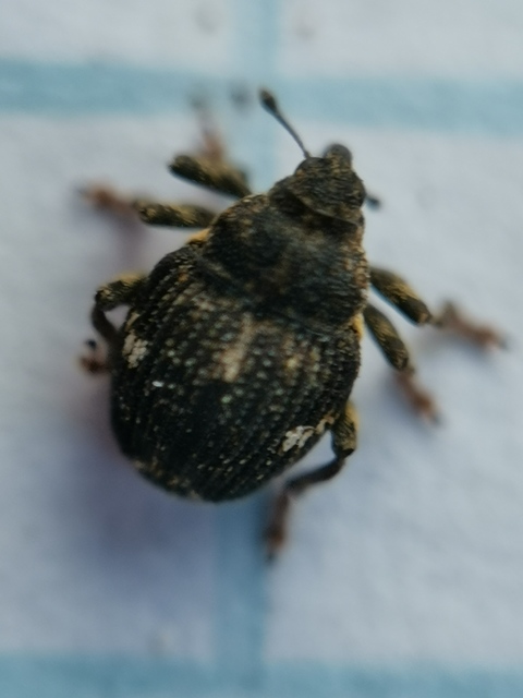 Nedyus quadrimaculatus - közönséges csalánormányos