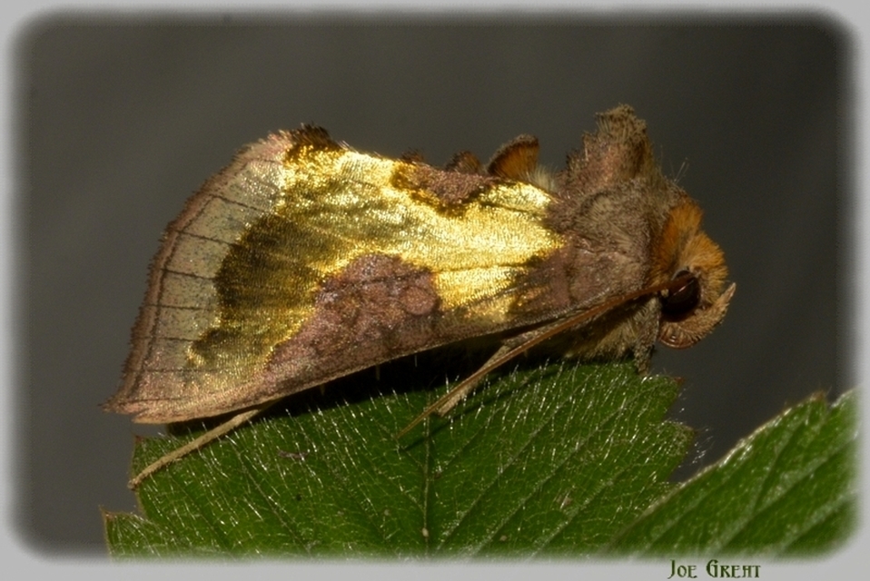 Diachrysia stenochrysis - rejtőző aranybagoly