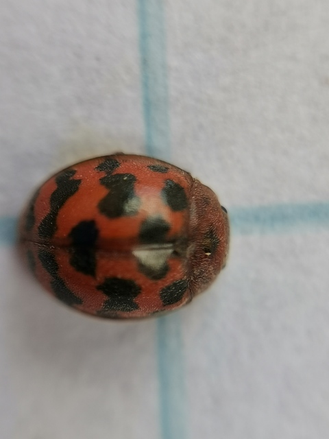 Subcoccinella vigintiquatuorpunctata - lucernaböde
