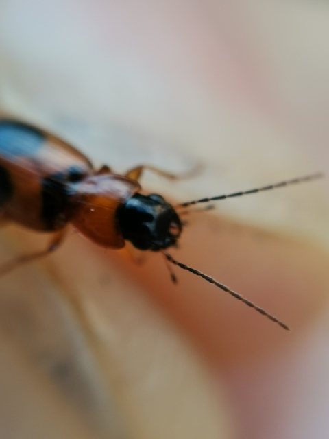 Badister meridionalis - közönséges posványfutonc
