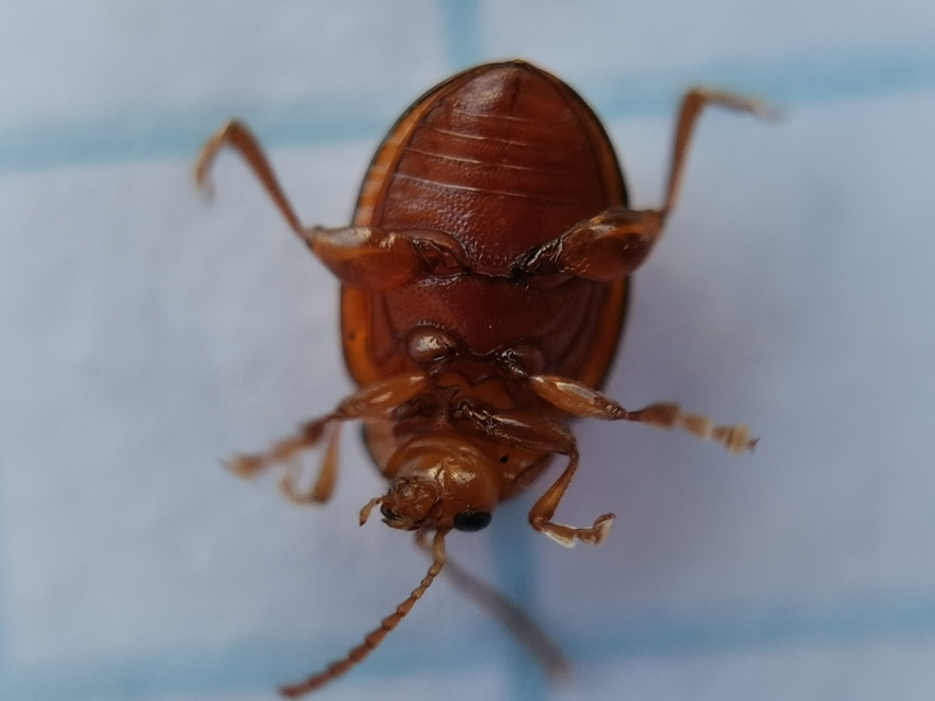 Sphaeroderma