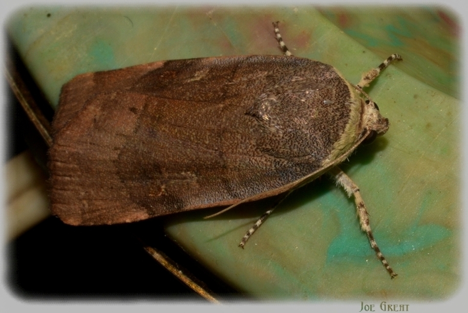Noctua janthe/janthina