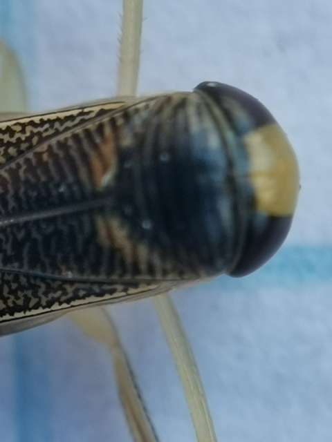 Sigara striata - rovátkolt búvárpoloska Sigara striata - rovátkolt búvárpoloska