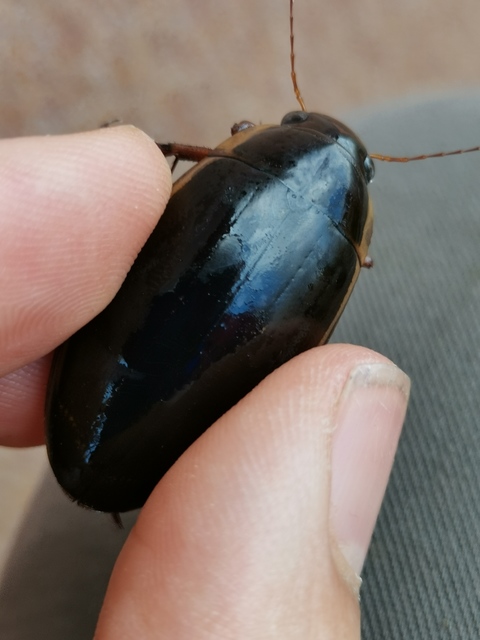 Dytiscus dimidiatus - tompacsípős csíkbogár