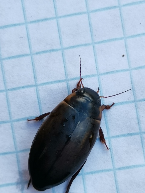 Colymbetes fuscus - gyakori recéscsíkbogár
