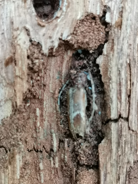 Trichoferus pallidus - sápadt éjicincér