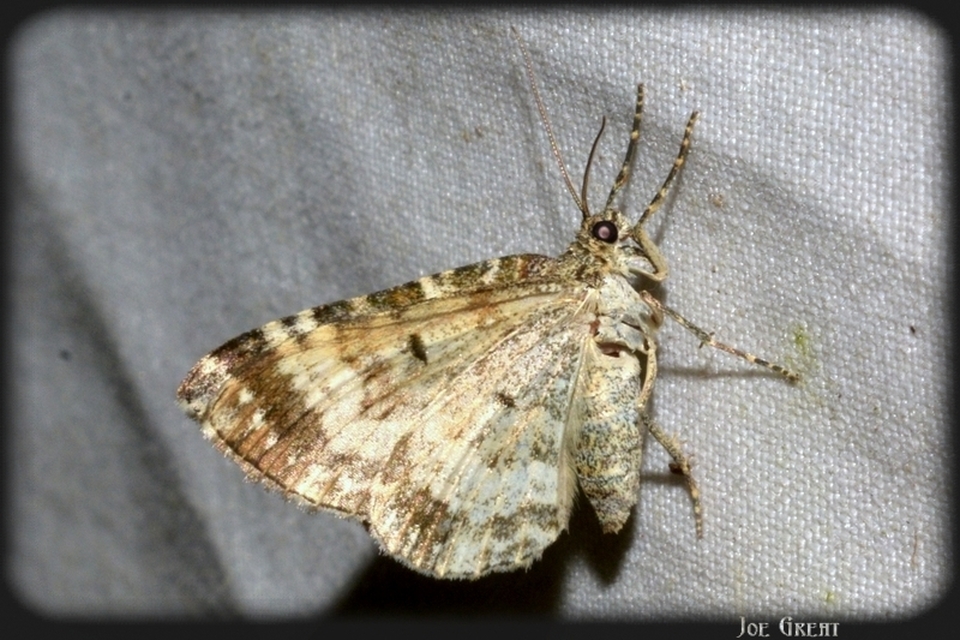Epirrhoe alternata - galaj-tarkaaraszoló