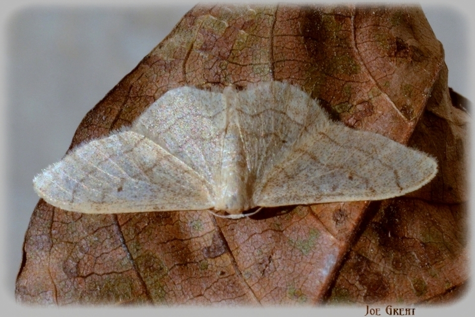 Idaea aversata - nagy sávosaraszoló