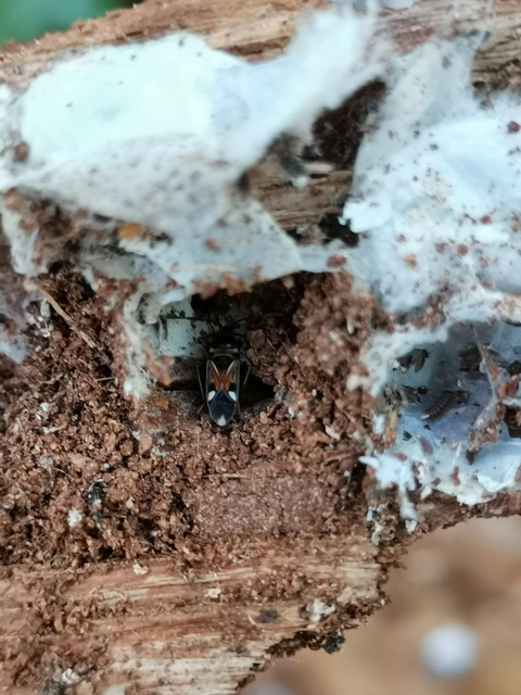Raglius alboacuminatus - tarka díszesbodobács