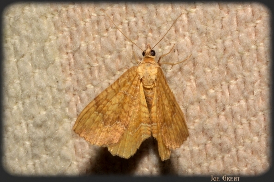Camptogramma bilineata - kétvonalas sávosaraszoló