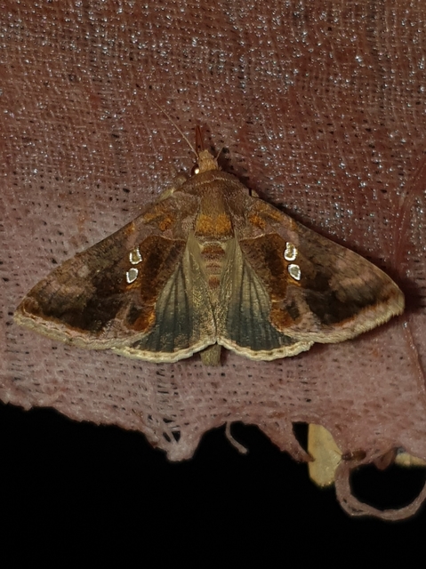 Chrysodeixis chalcites - déli aranybagoly