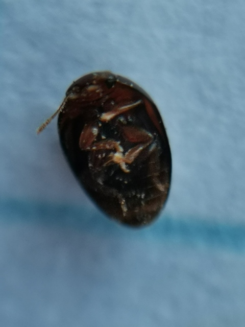 Phalacridae - kalászbogárfélék Phalacridae - kalászbogárfélék