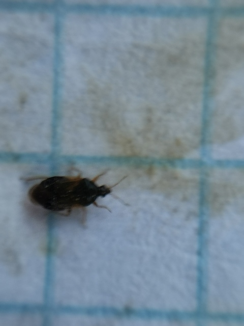 Anthocoridae - virágpoloskák Anthocoridae - virágpoloskák