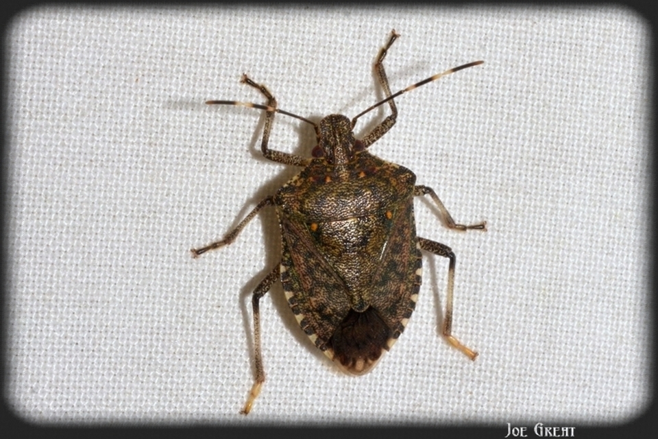 Halyomorpha halys - ázsiai márványospoloska