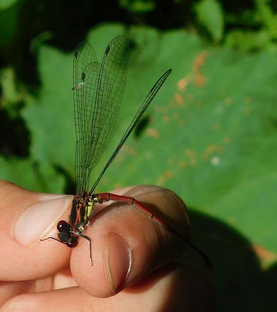 Pyrrhosoma nymphula interposita - vörös légivadász