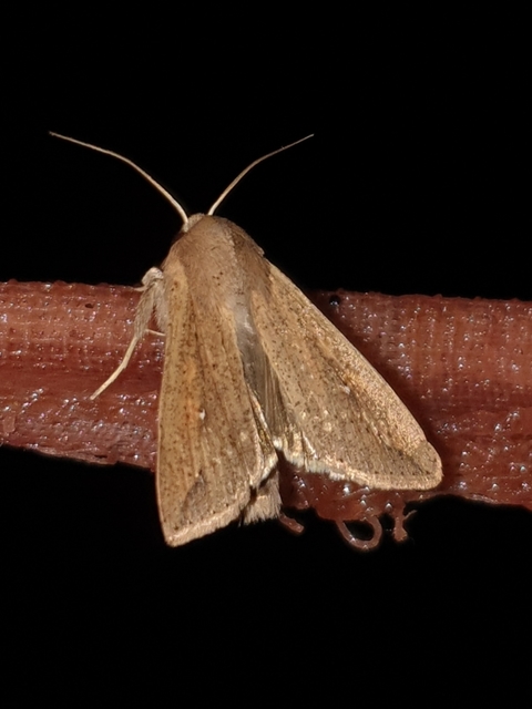 Mythimna unipuncta - hordabagoly