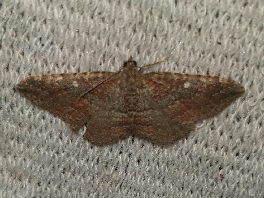 Orthonama obstipata - vándoraraszoló