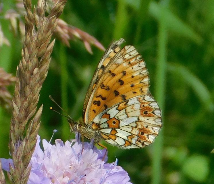 Boloria selene - fakó gyöngyházlepke