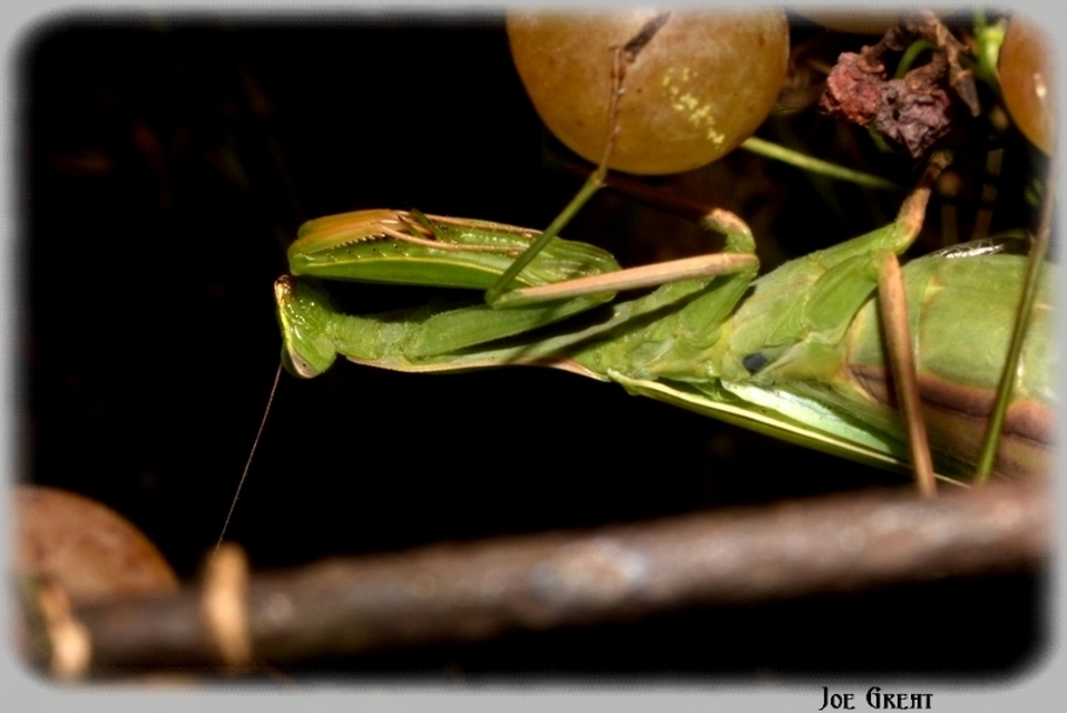 Mantis religiosa - imádkozósáska