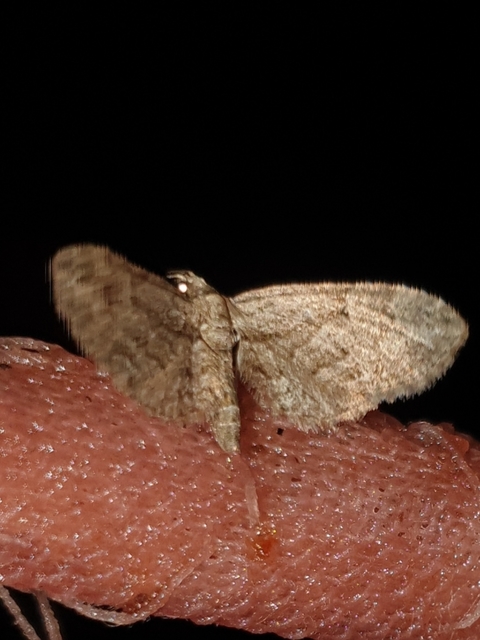 Eupithecia ericeata - feketefenyő-törpearaszoló
