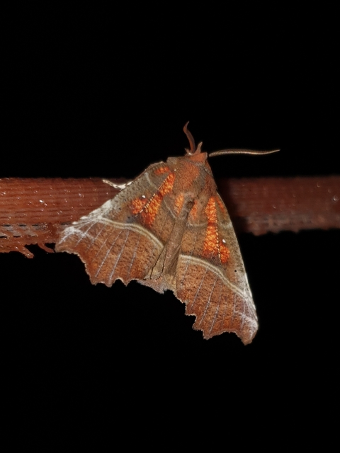 Scoliopteryx libatrix - vörös csipkésbagoly