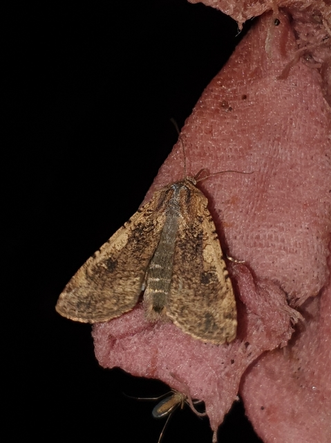 Peridroma saucia - vándor földibagoly