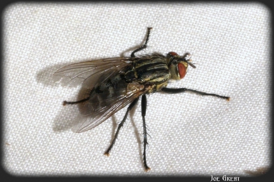 Sarcophagidae - húslégyfélék