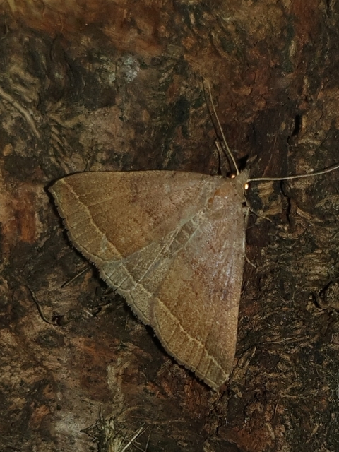 Pechipogo plumigeralis - tollascsápú karcsúbagoly