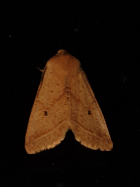 Leptologia macilenta - gyertyán-őszibagoly