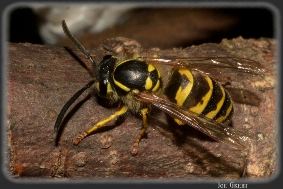 Vespula