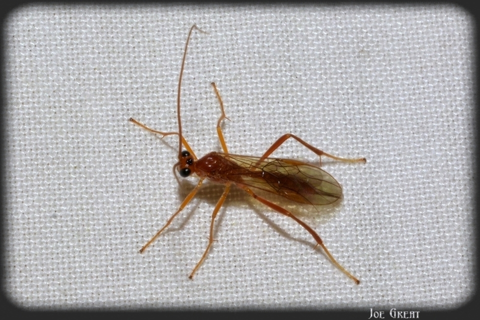 Hymenoptera - Hártyásszárnyúak