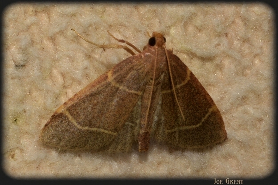 Hypsopygia glaucinalis - rezes fényilonca