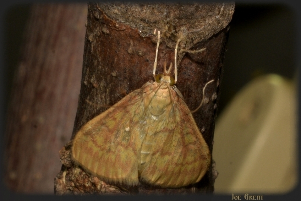 Ostrinia nubilalis - kukoricamoly
