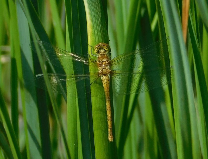 Sympetrum striolatum/vulgatum/meridionale