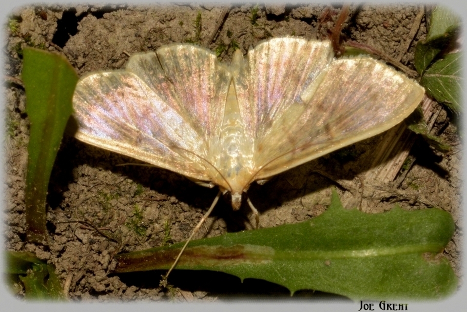 Patania ruralis - csalánevő tűzmoly