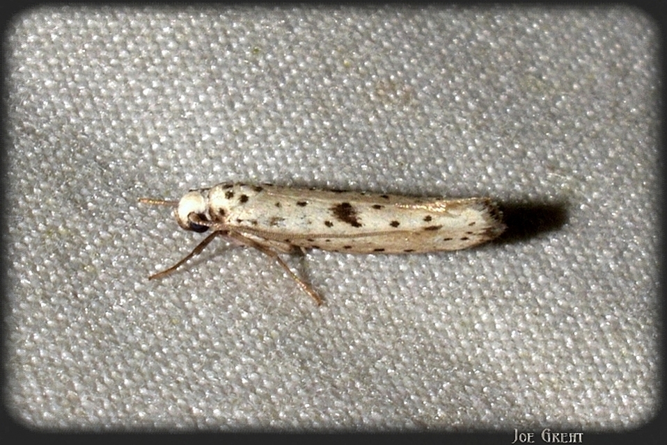 Yponomeuta plumbella - pókhálós bengemoly