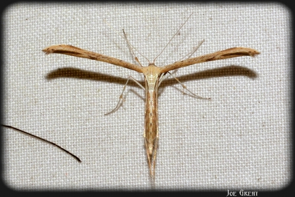 Pterophoridae - tollasmolyfélék