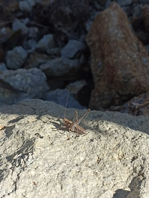 Rhacocleis germanica - német szöcske